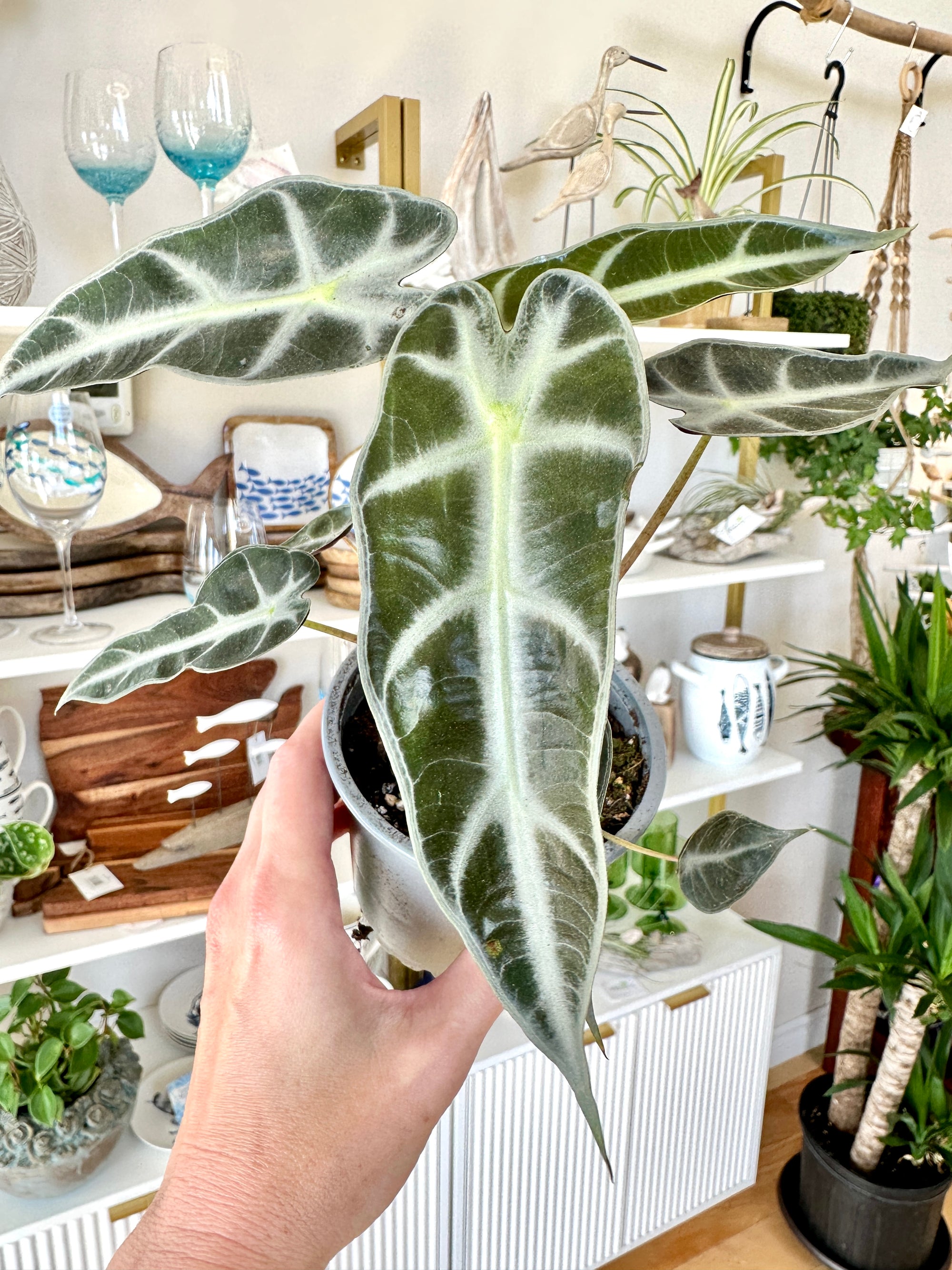 alocasia amazonica bambino