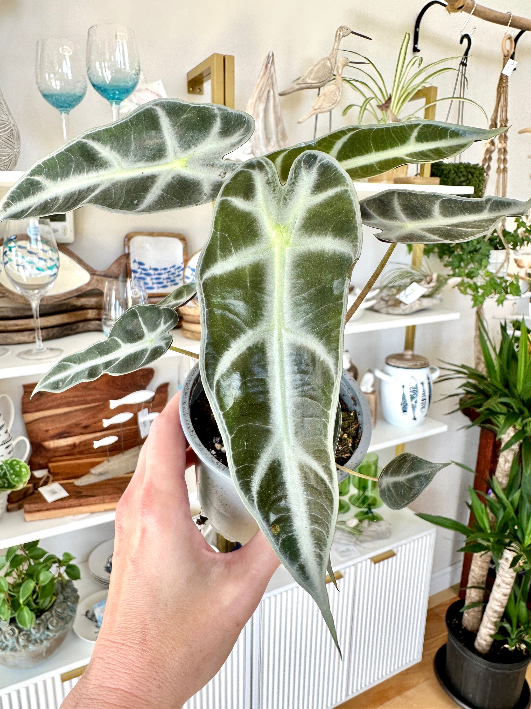 alocasia amazonica bambino