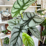 alocasia silver dragon