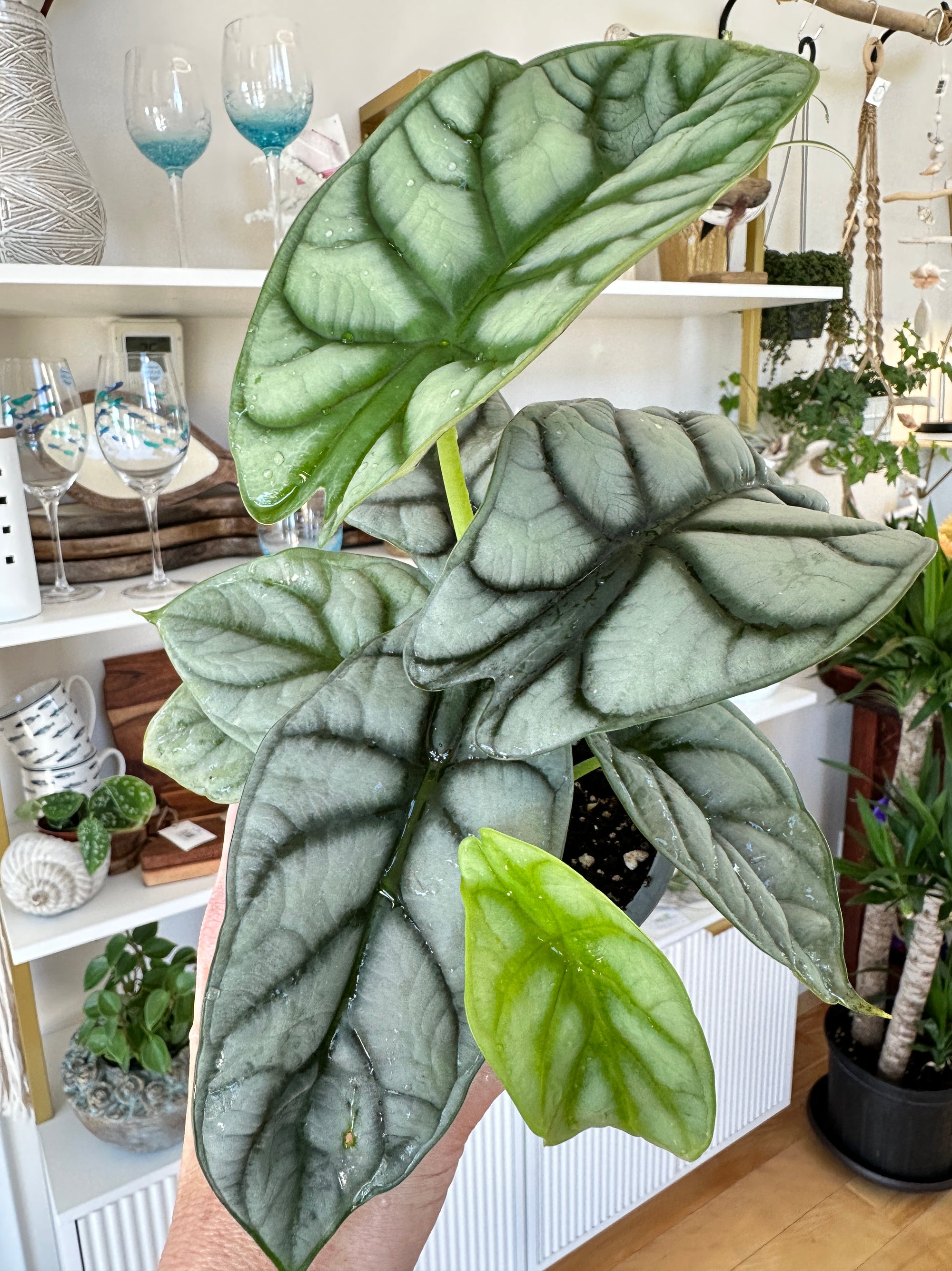 alocasia silver dragon