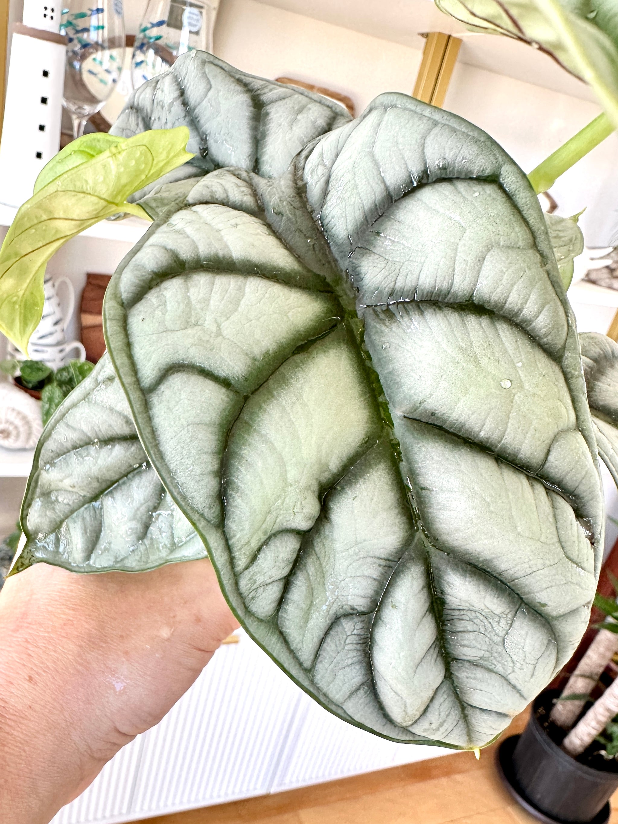 alocasia silver dragon