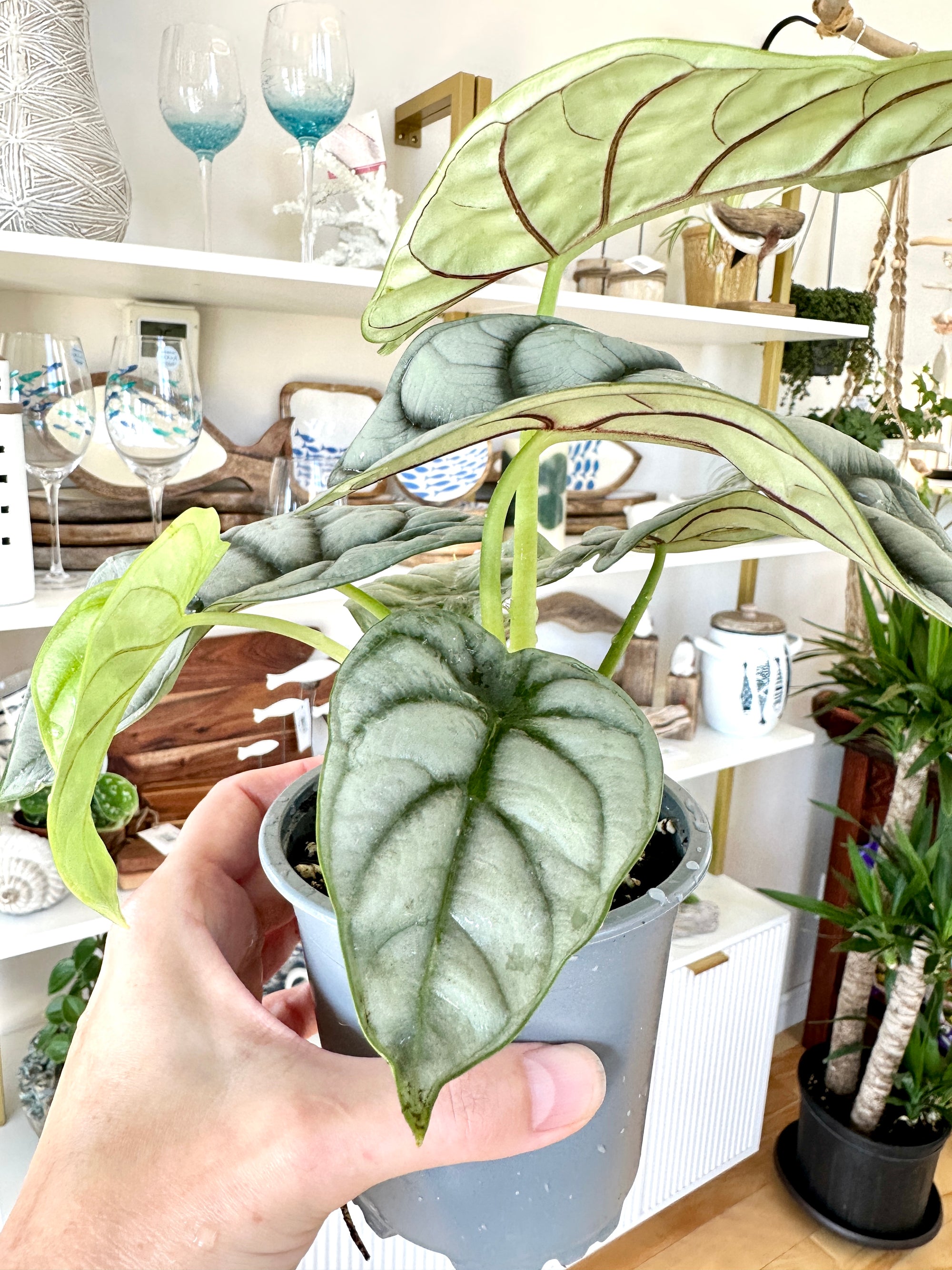 alocasia silver dragon