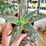 Aloe cv. 'Christmas Carol'