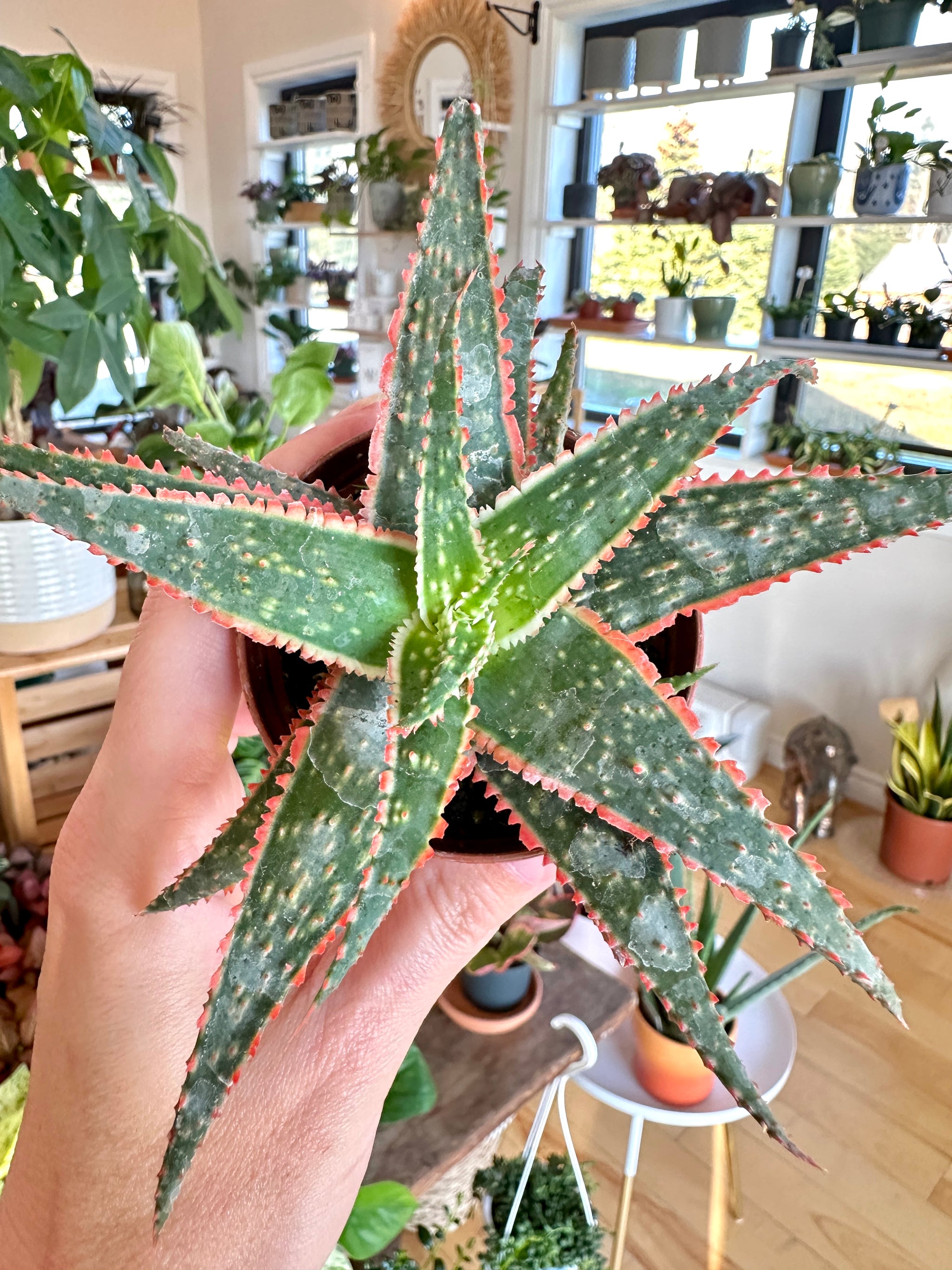 Aloe cv. 'Christmas Carol'