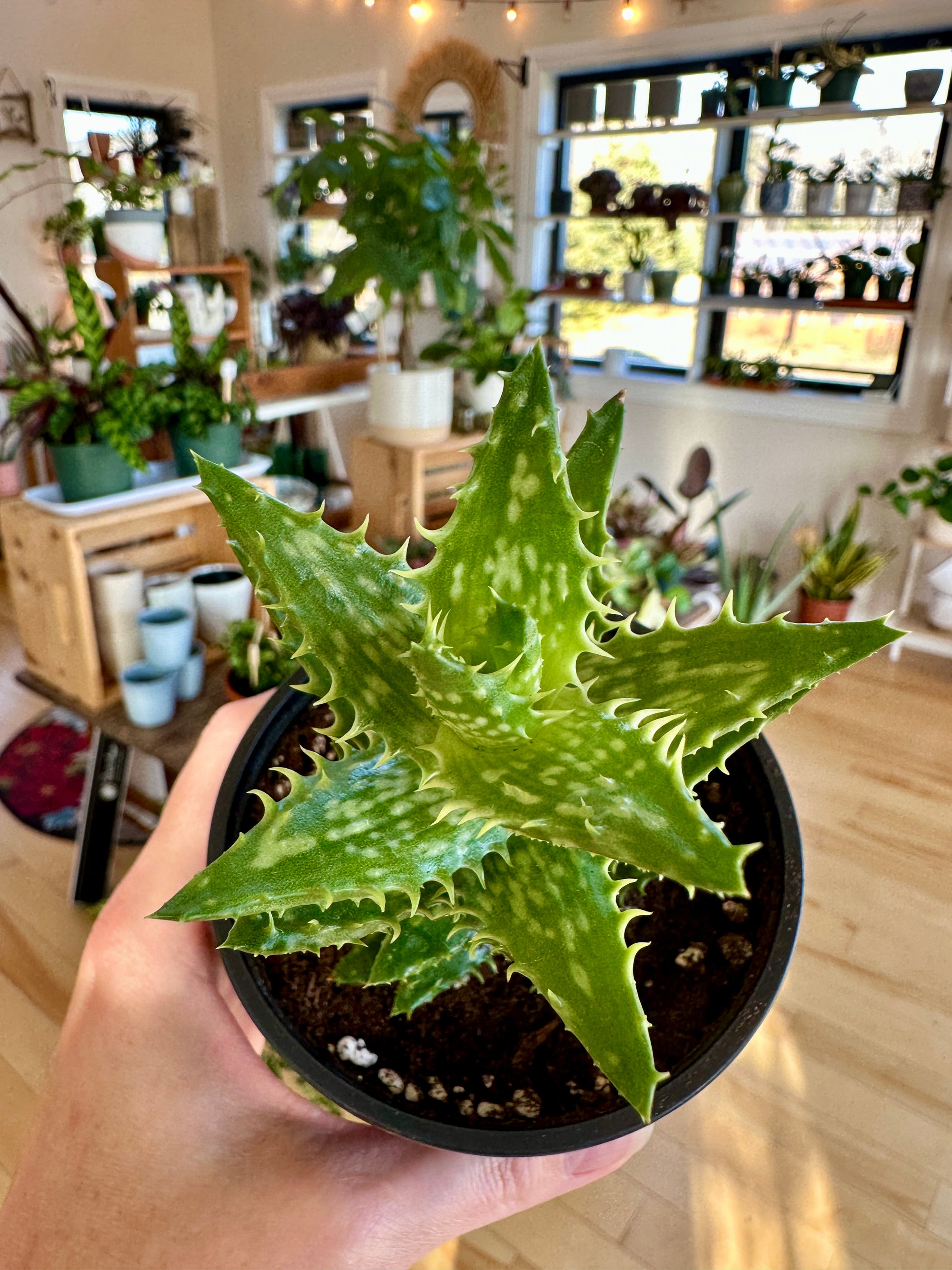 aloe juvenna tiger tooth