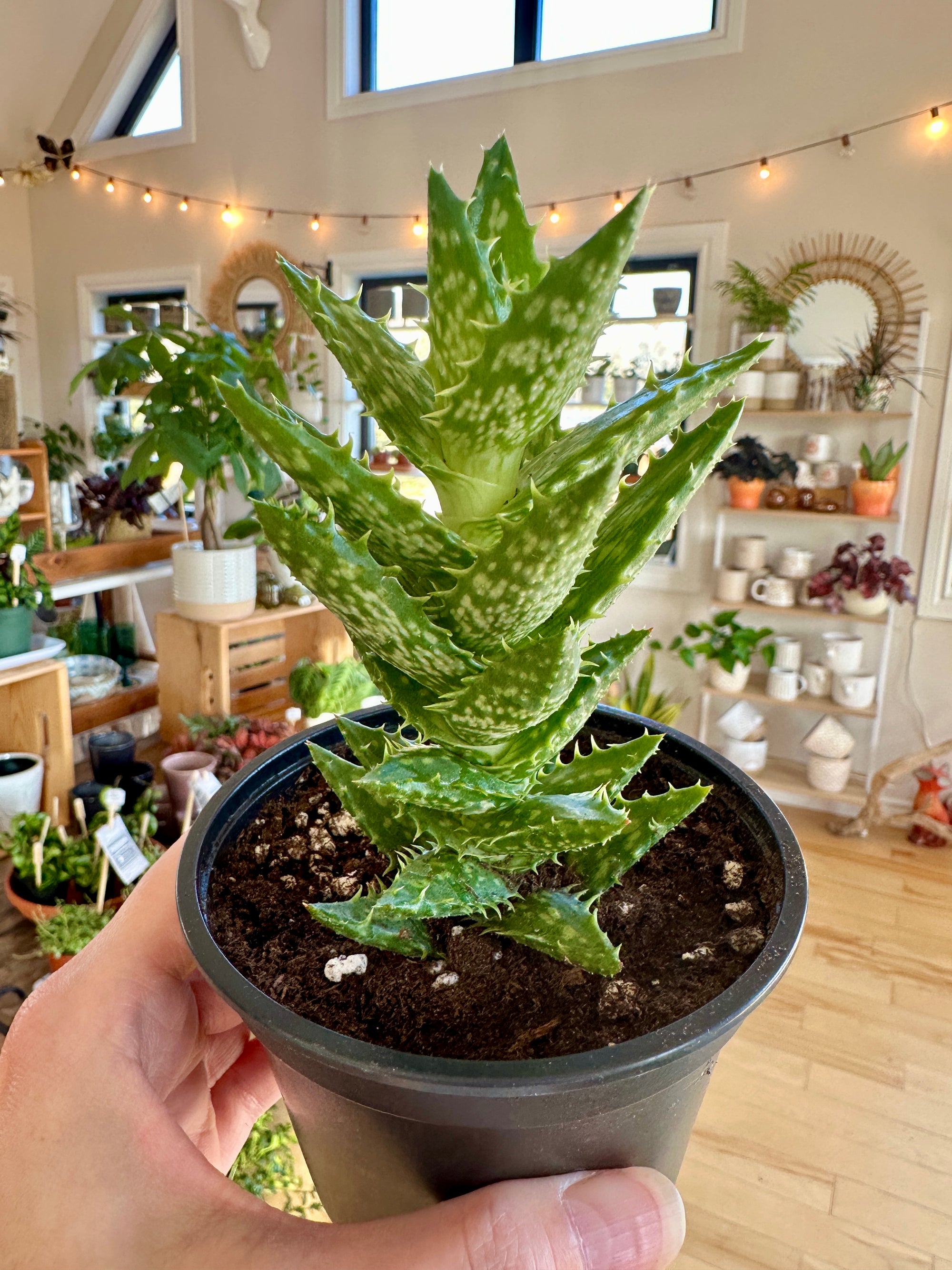 aloe juvenna tiger tooth