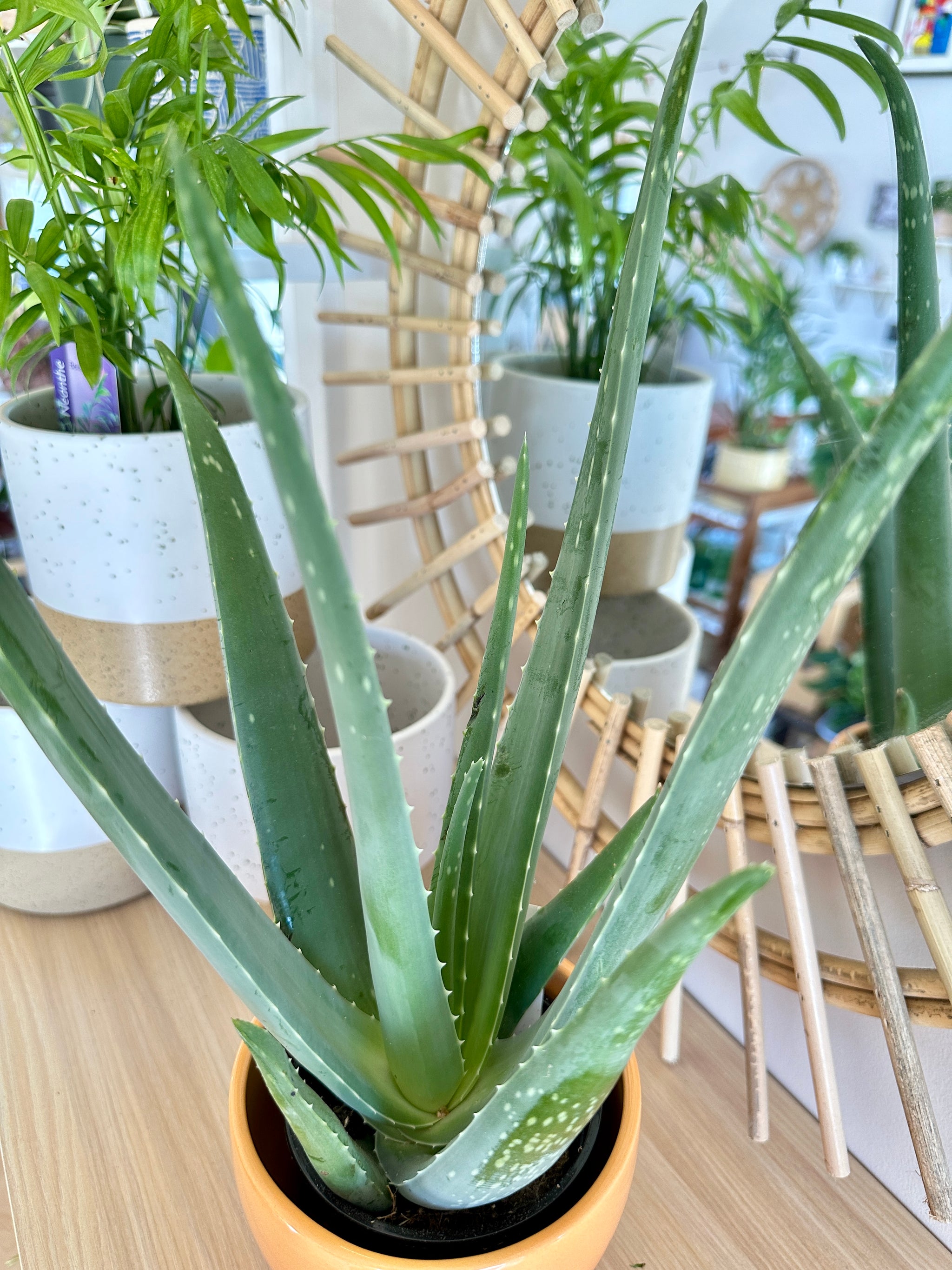aloe vera plant in ceramic pot