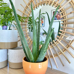 aloe vera plant in ceramic pot