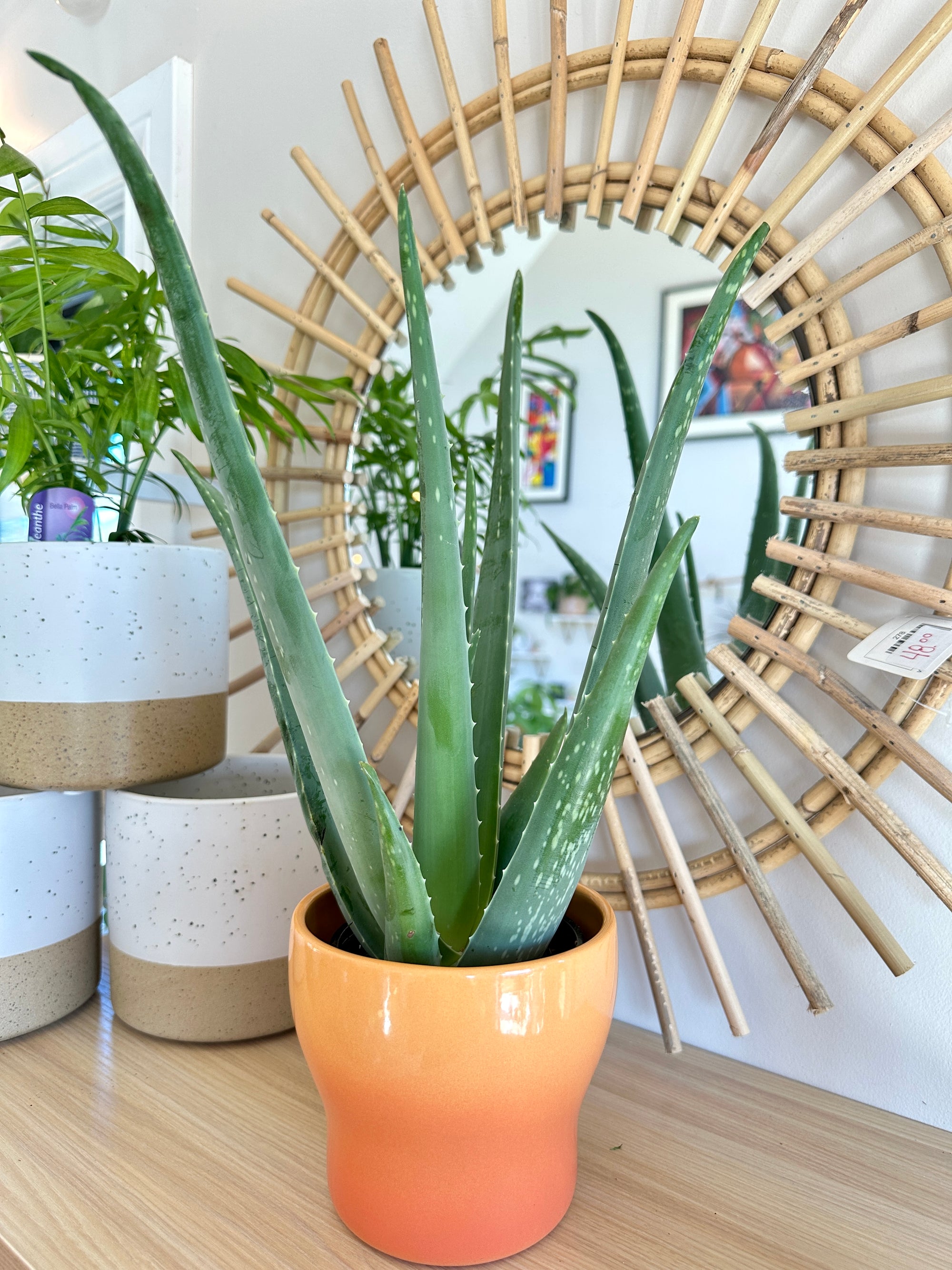 aloe vera plant in ceramic pot