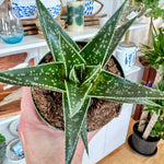Aloe 'Hodi' | Hydride