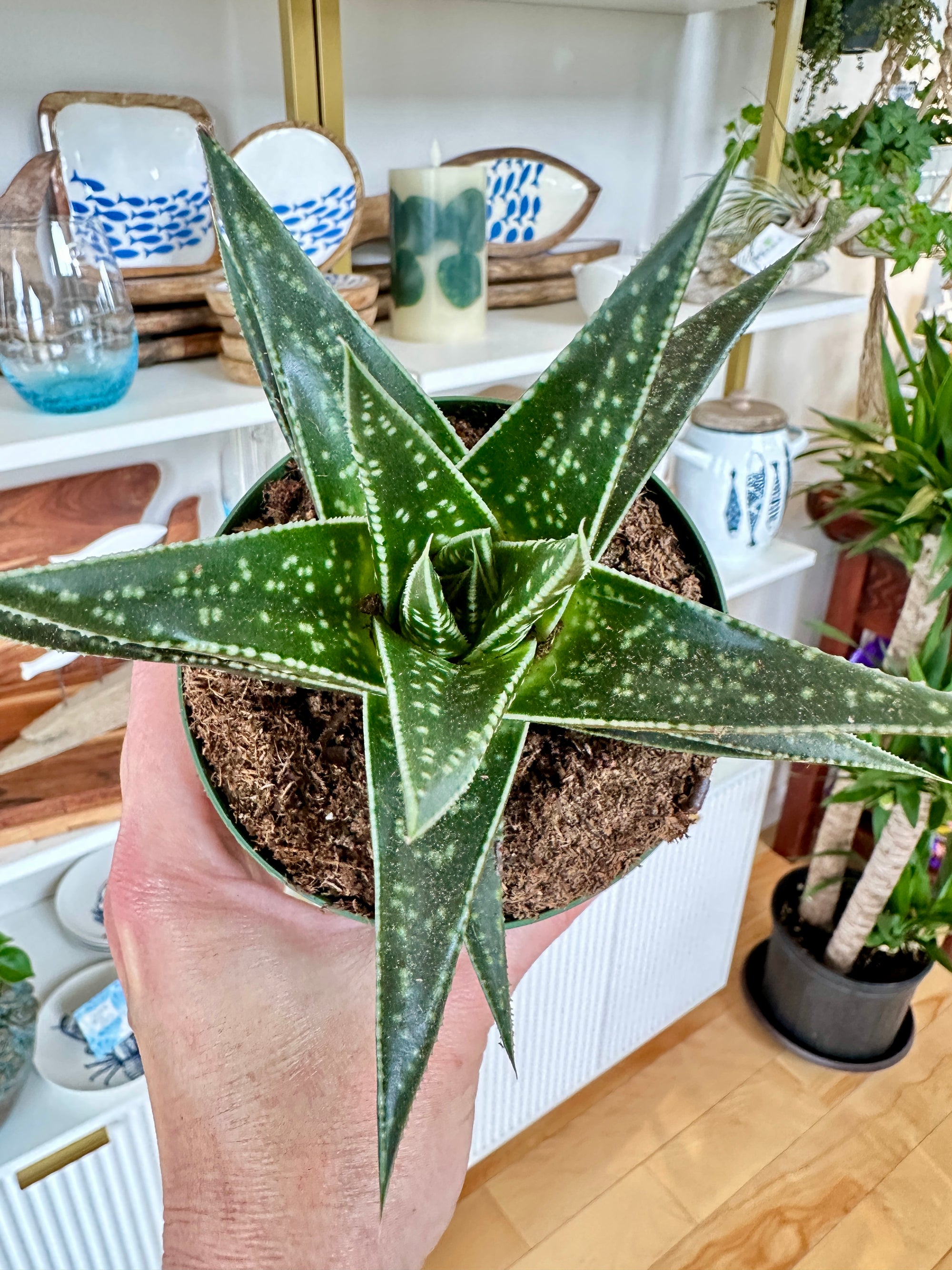 Aloe 'Hodi' | Hydride