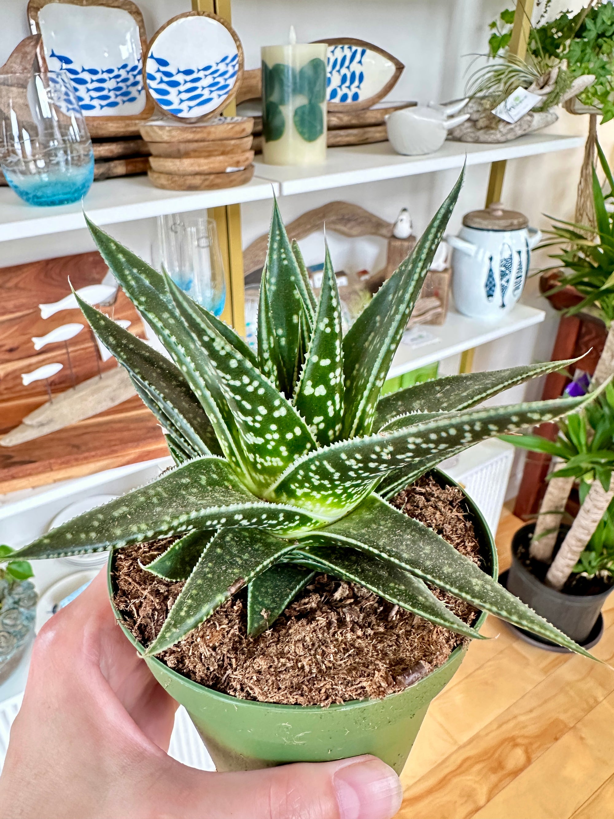 Aloe 'Hodi' | Hydride