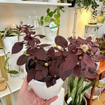 Alternanthera dentata Little Ruby