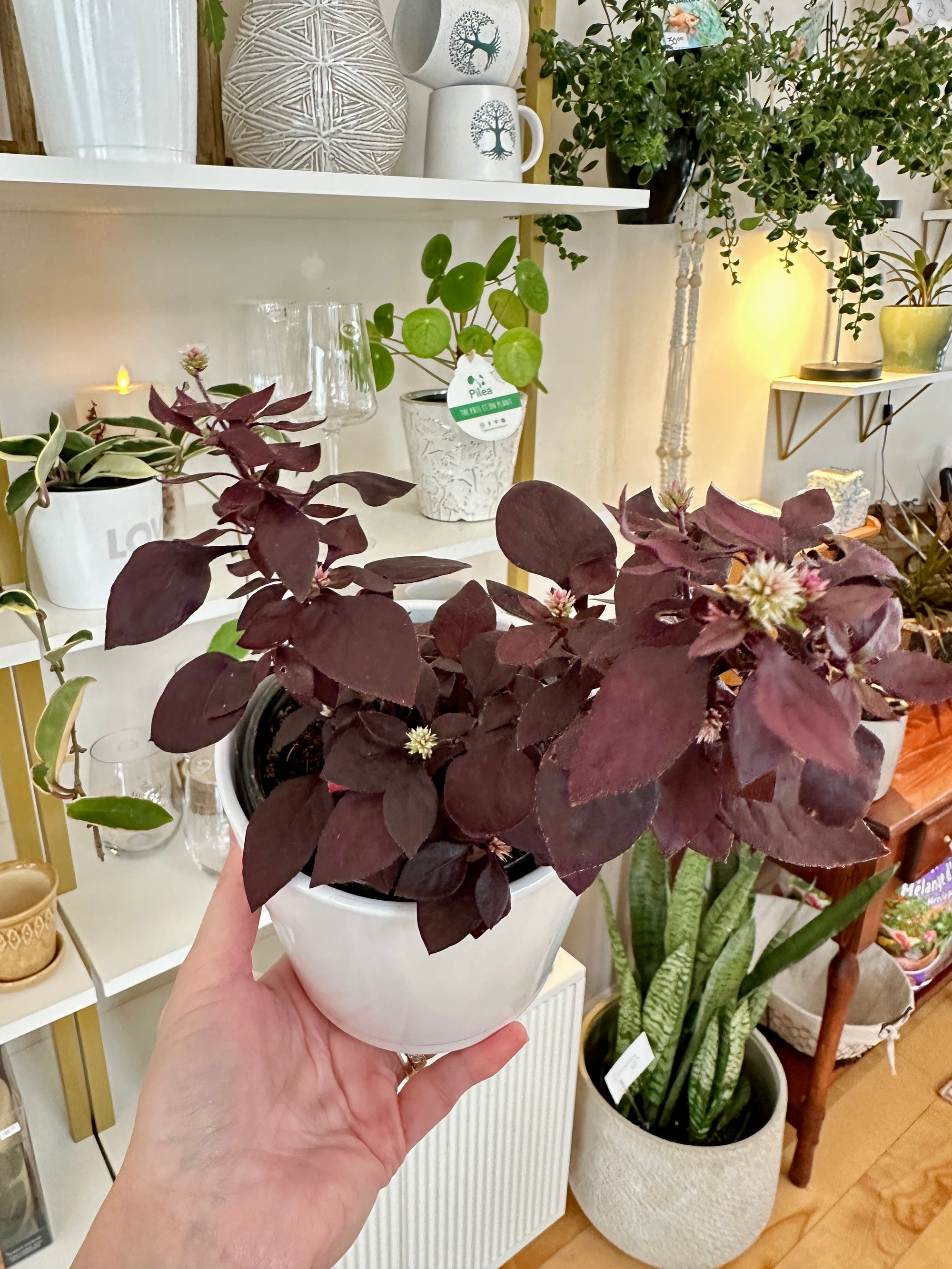 Alternanthera dentata Little Ruby