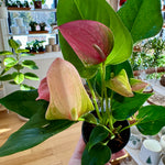 anthurium