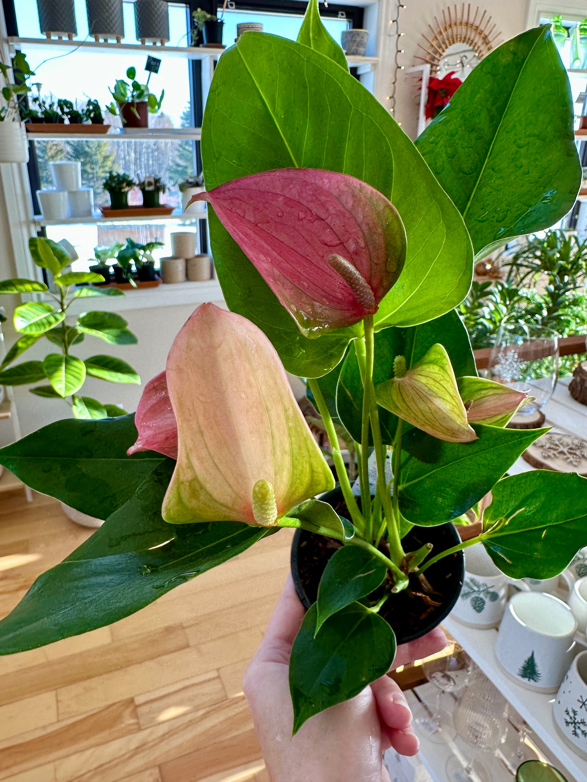 anthurium