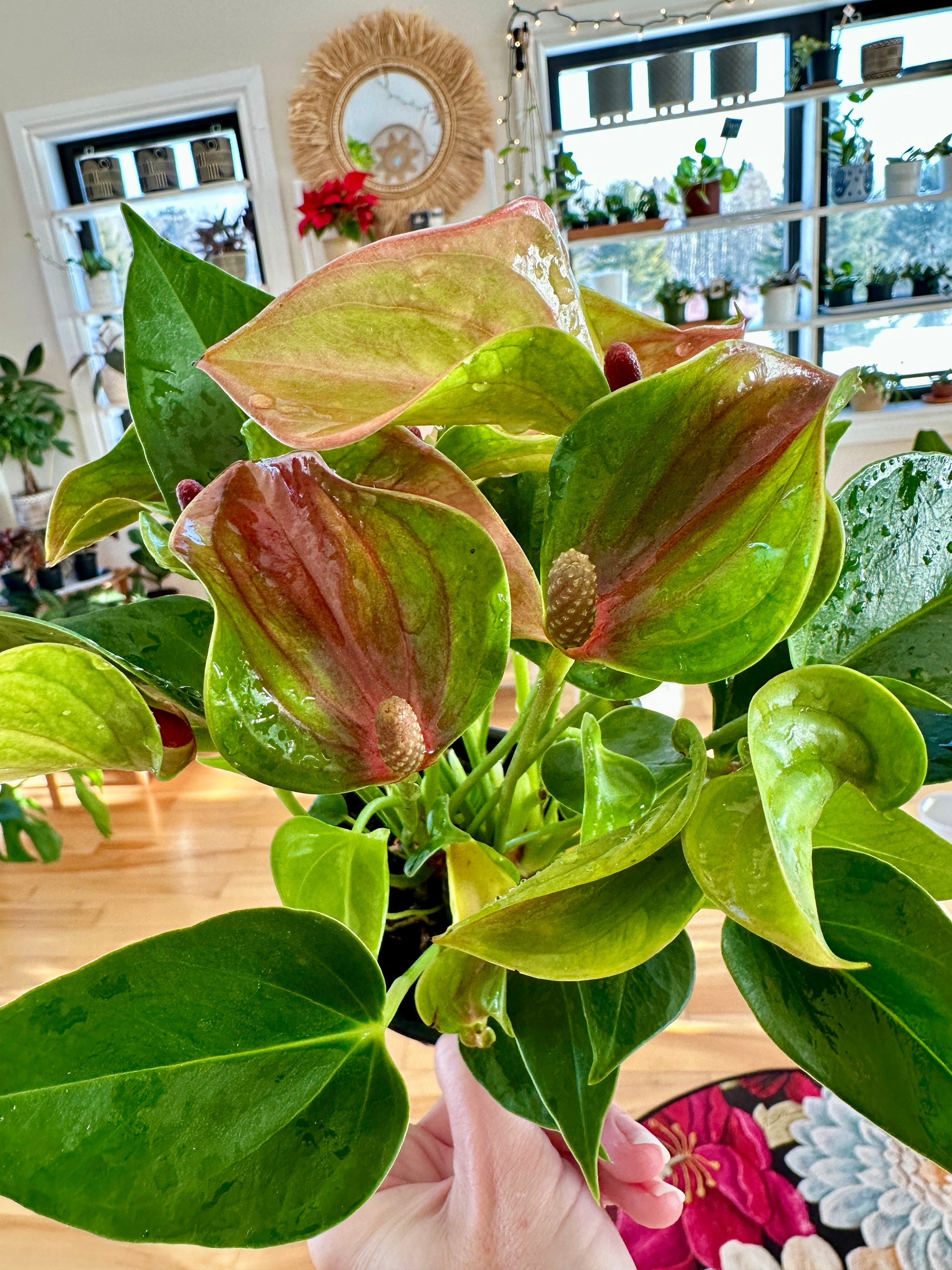 anthurium