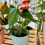 anthurium andraeanum