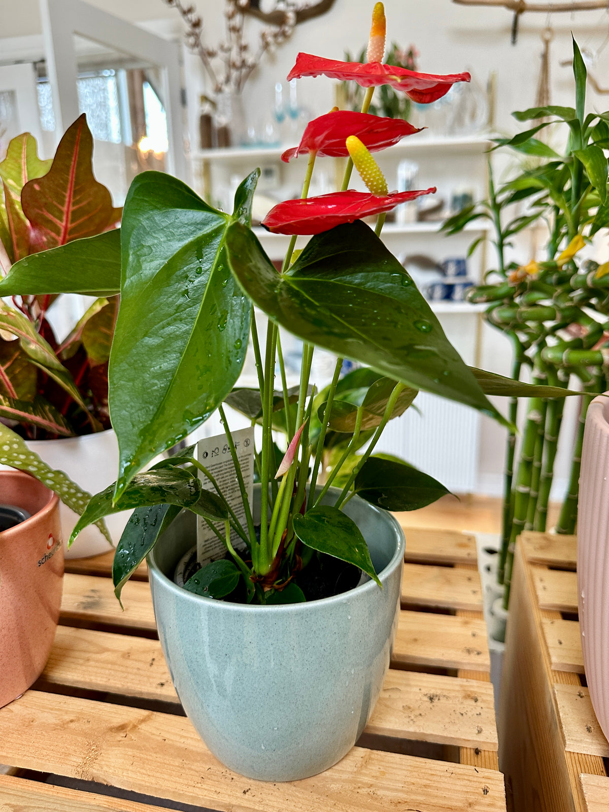 anthurium andraeanum