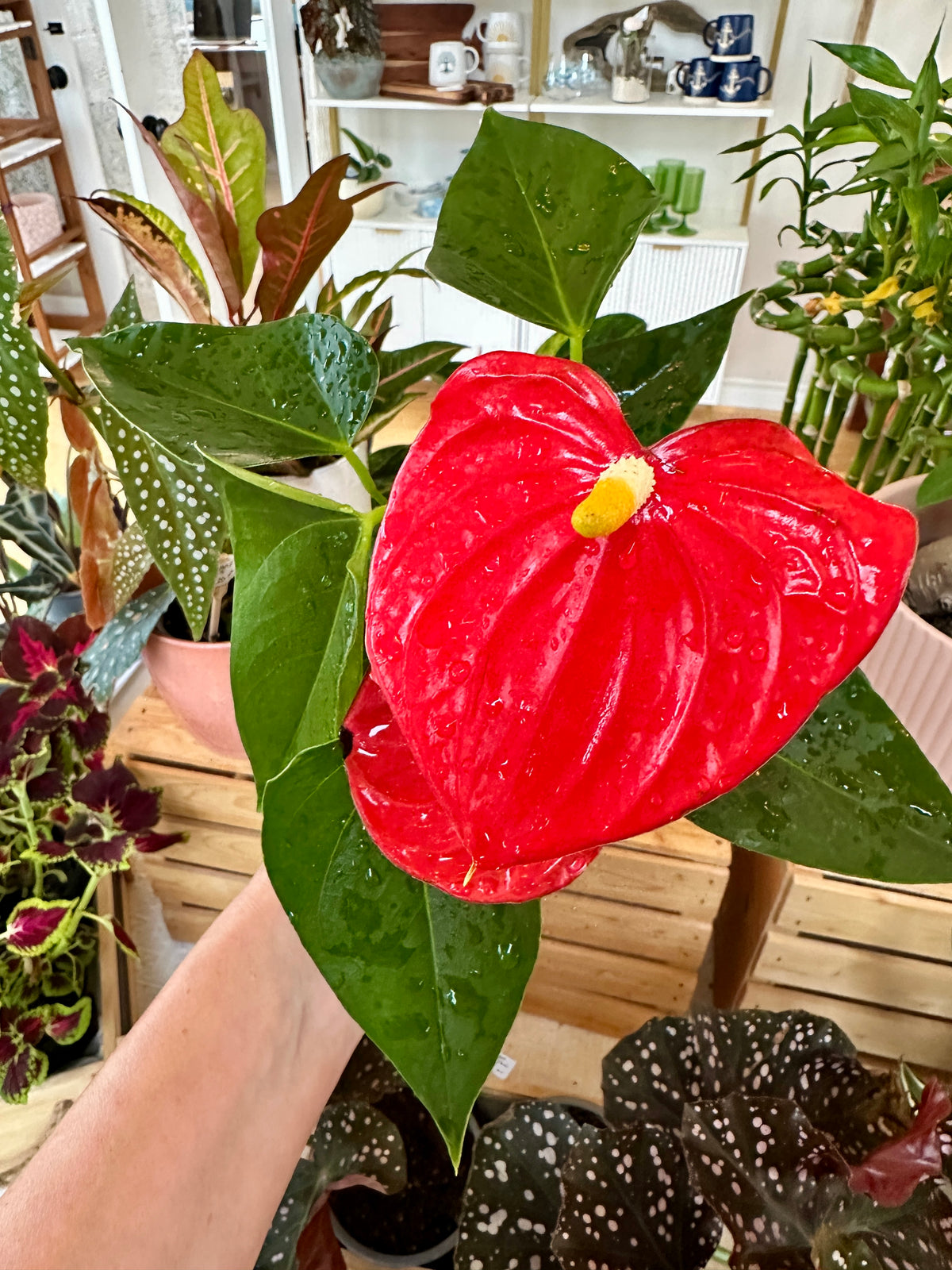 anthurium andraeanum