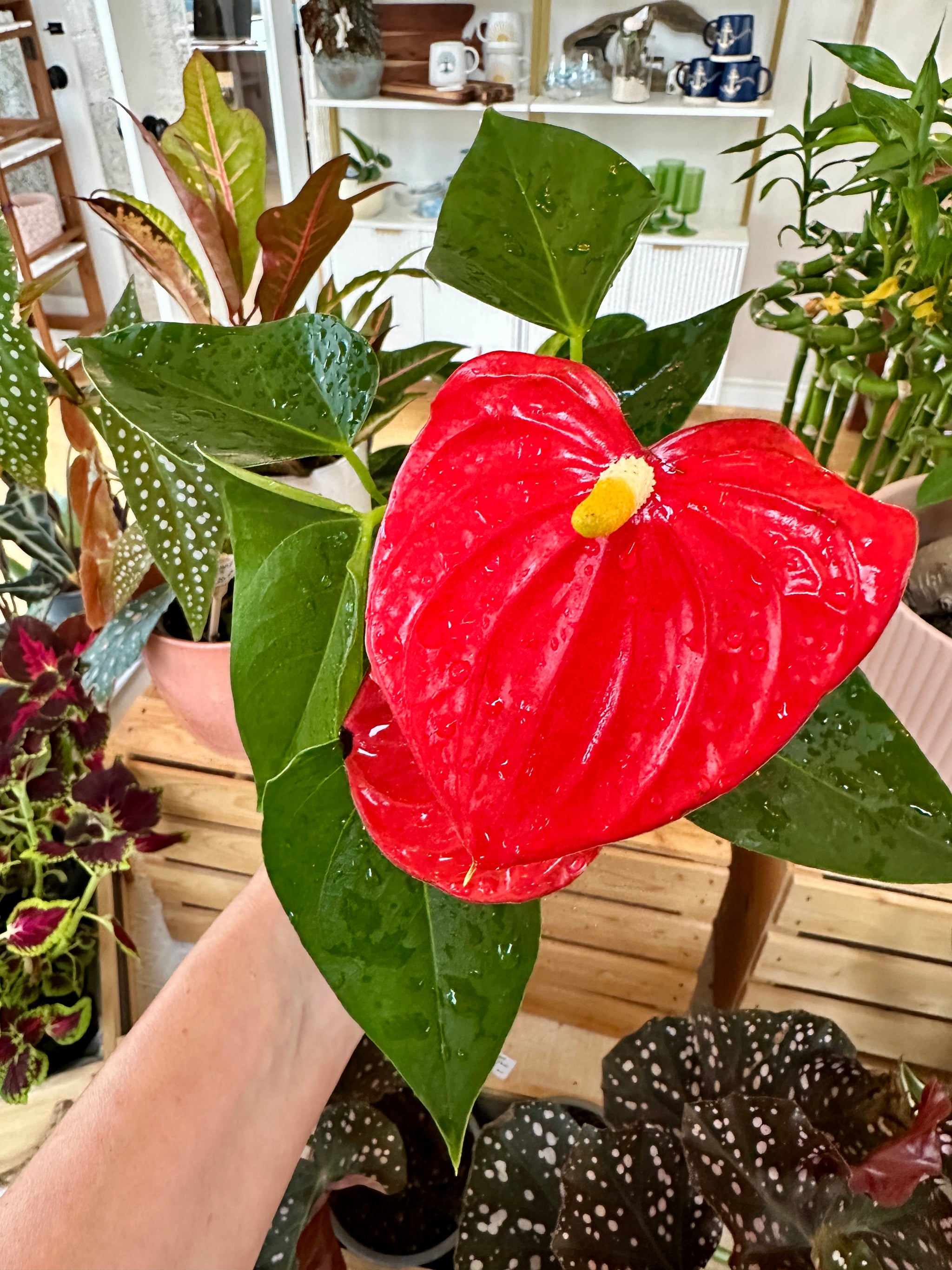 anthurium andraeanum