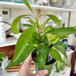 ardisia humilis