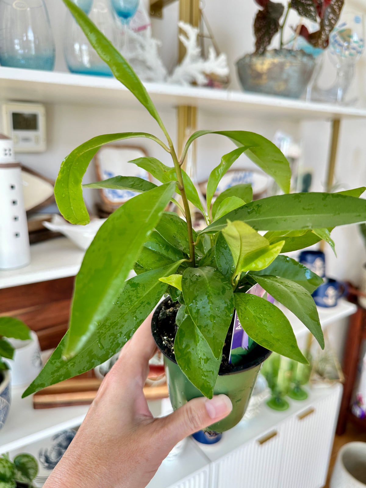 ardisia humilis