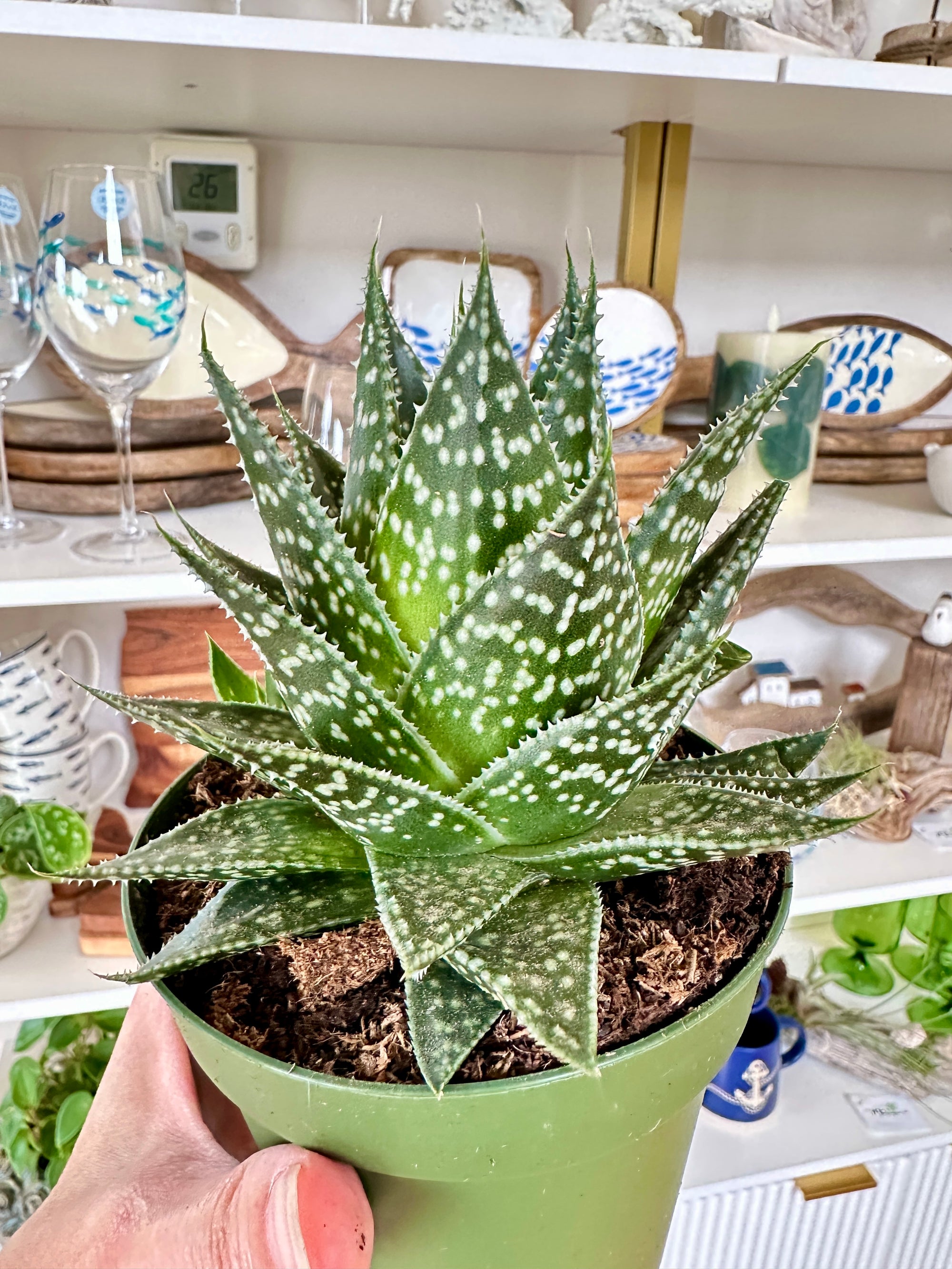Aristaloe aristata