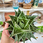 Aristaloe aristata