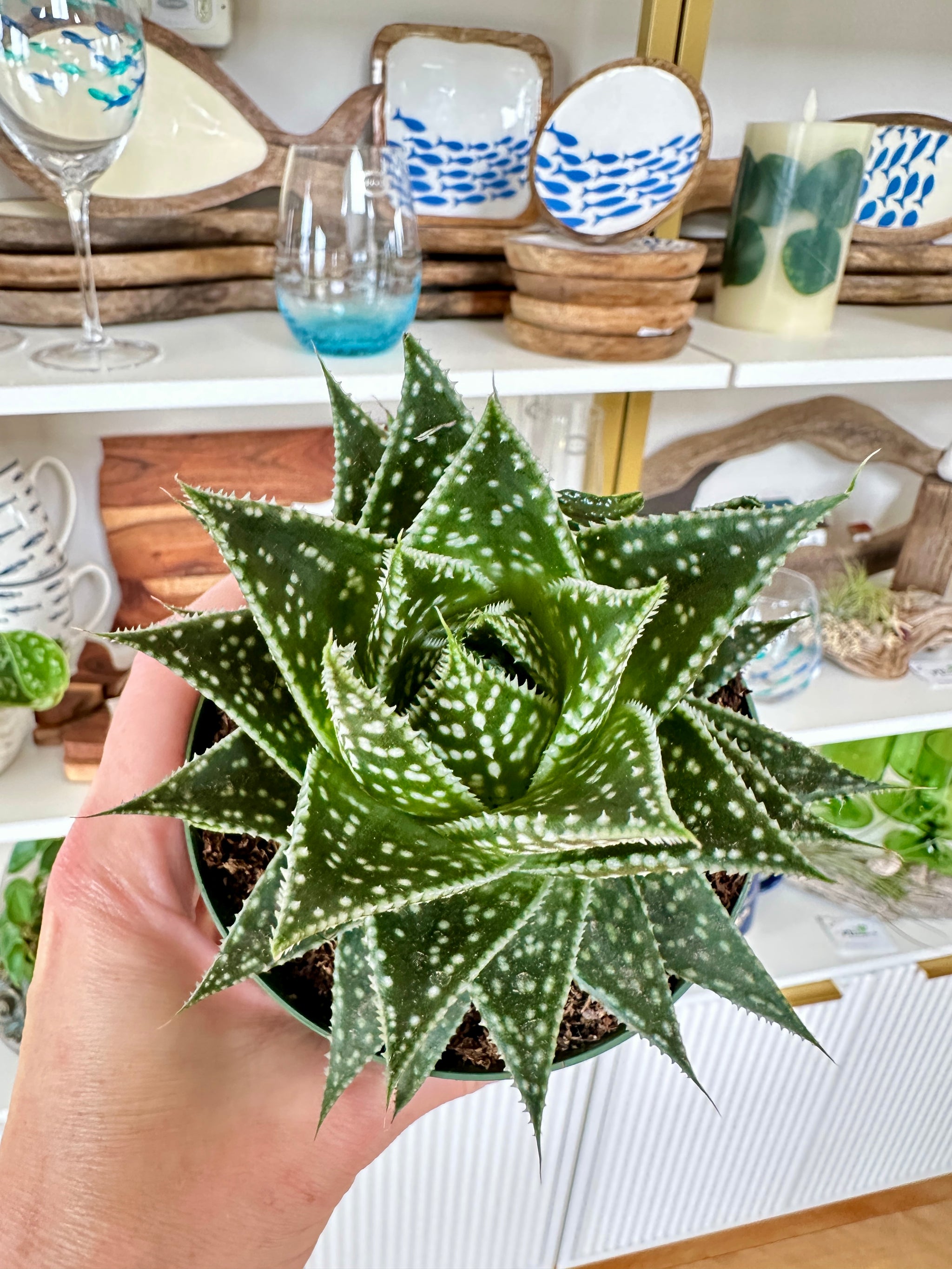 Aristaloe aristata