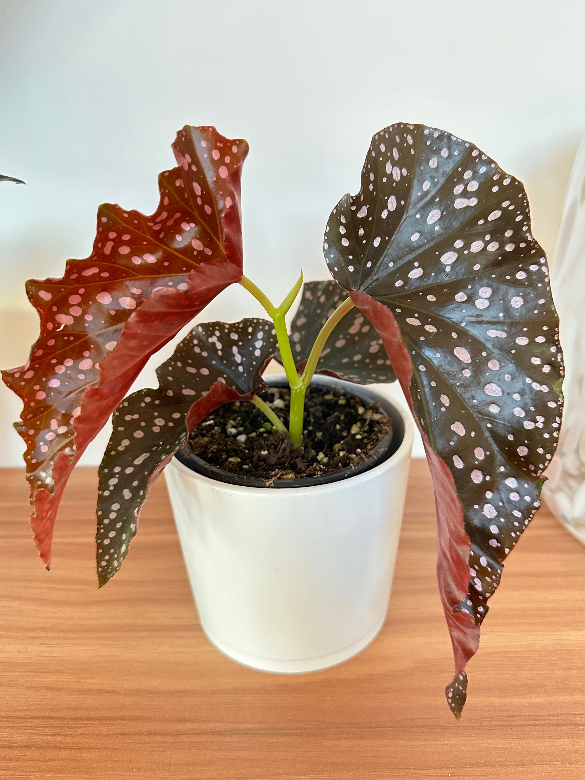 begonia maculata crackling rosie in white ceramic pot