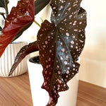 begonia maculata crackling rosie in white ceramic pot