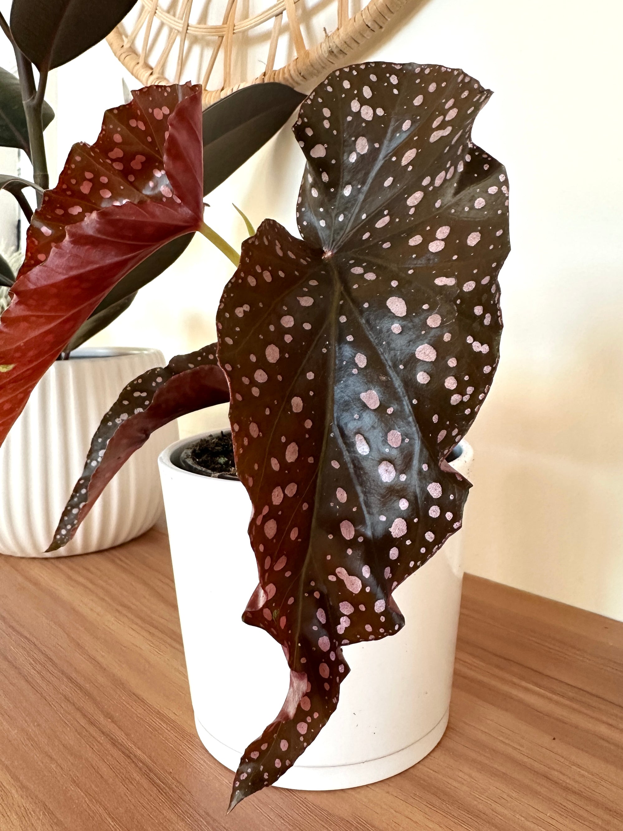 begonia maculata crackling rosie in white ceramic pot