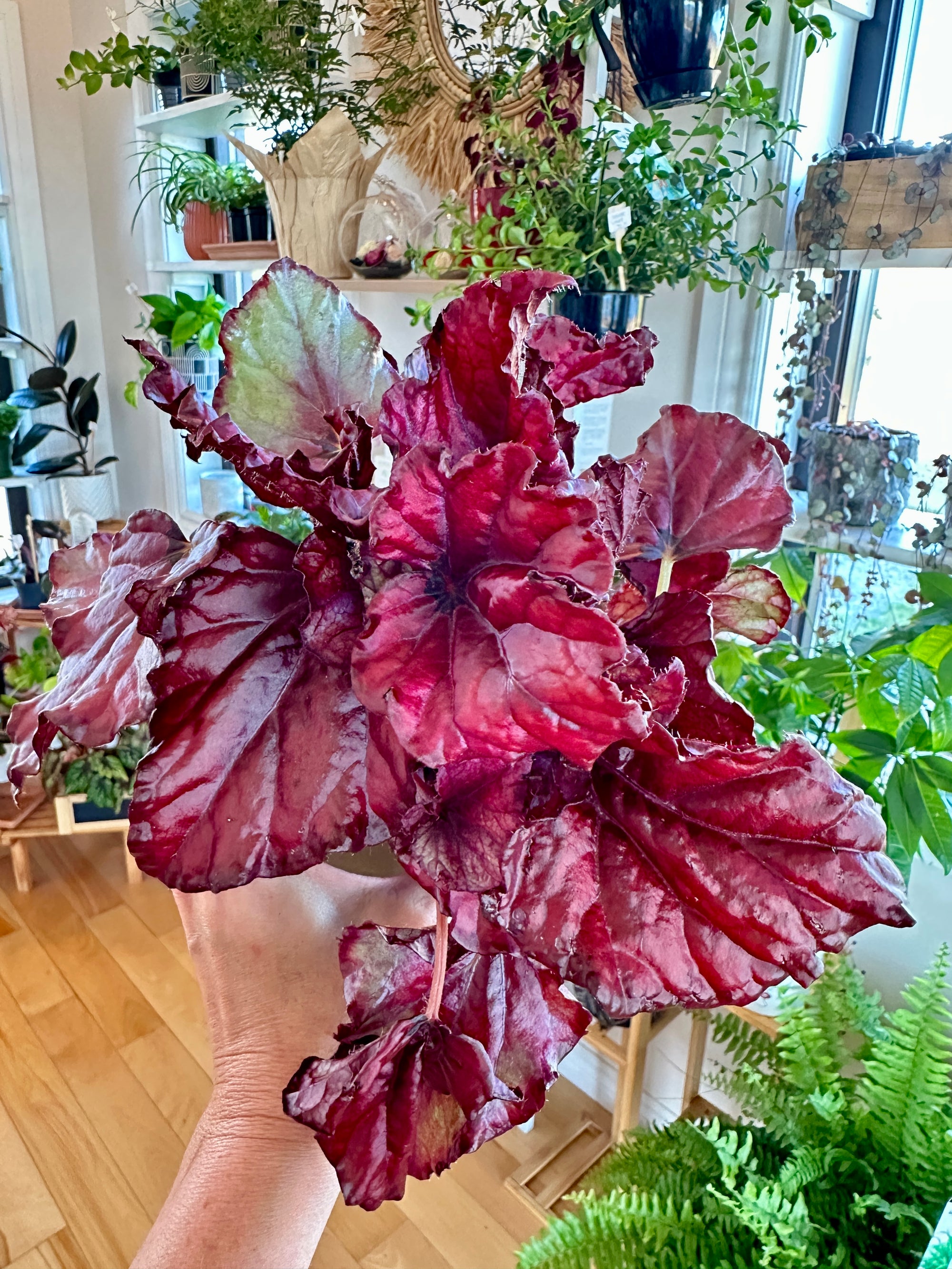 begonia rex red bull