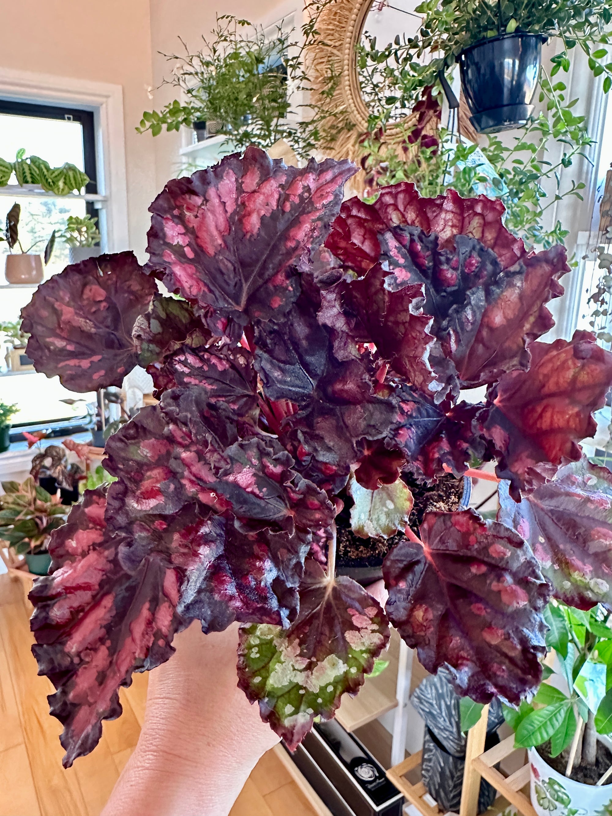begonia rex rumba