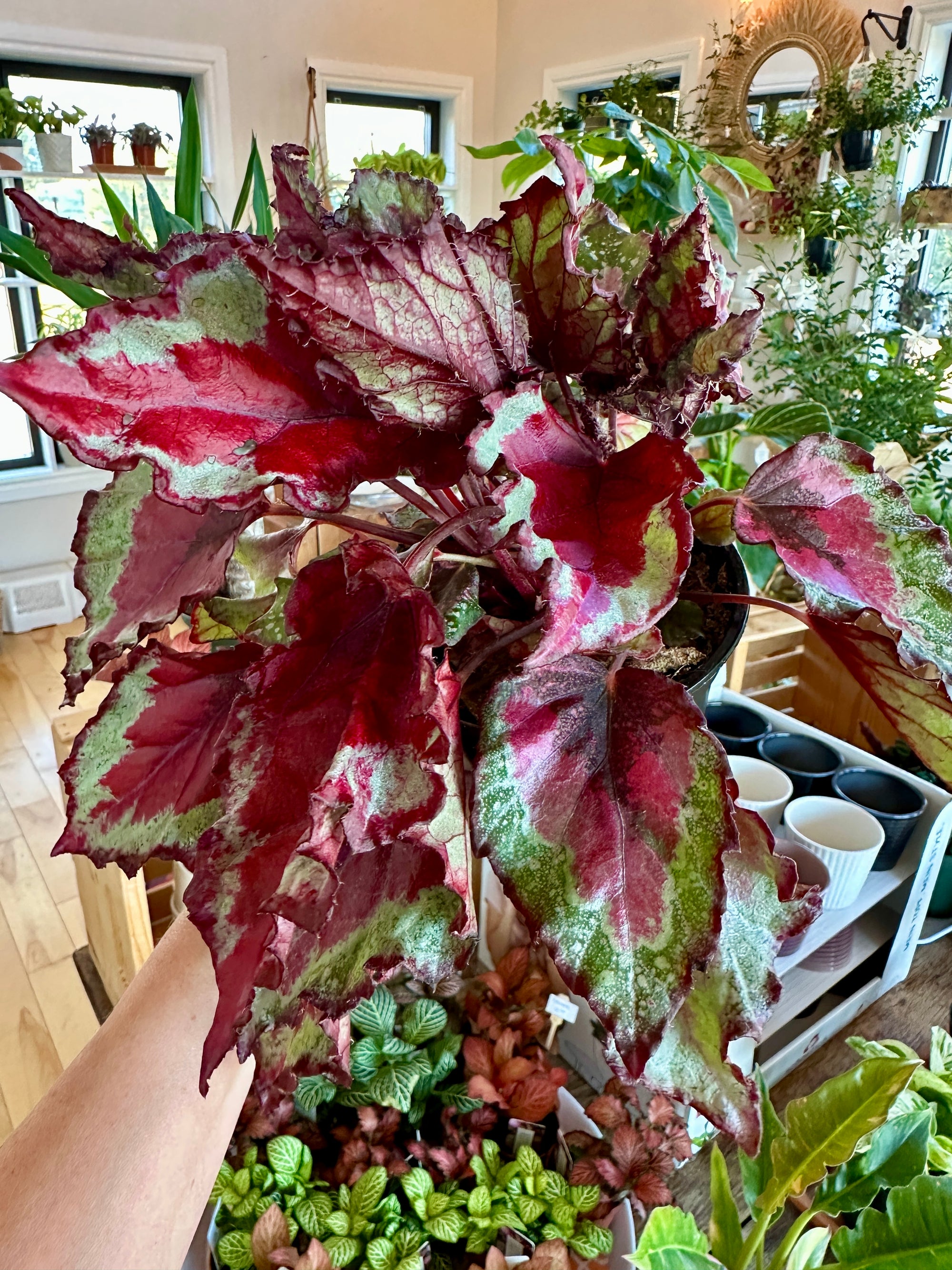 begonia rex spitfire