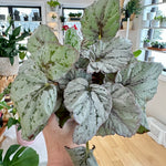 begonia rex silver