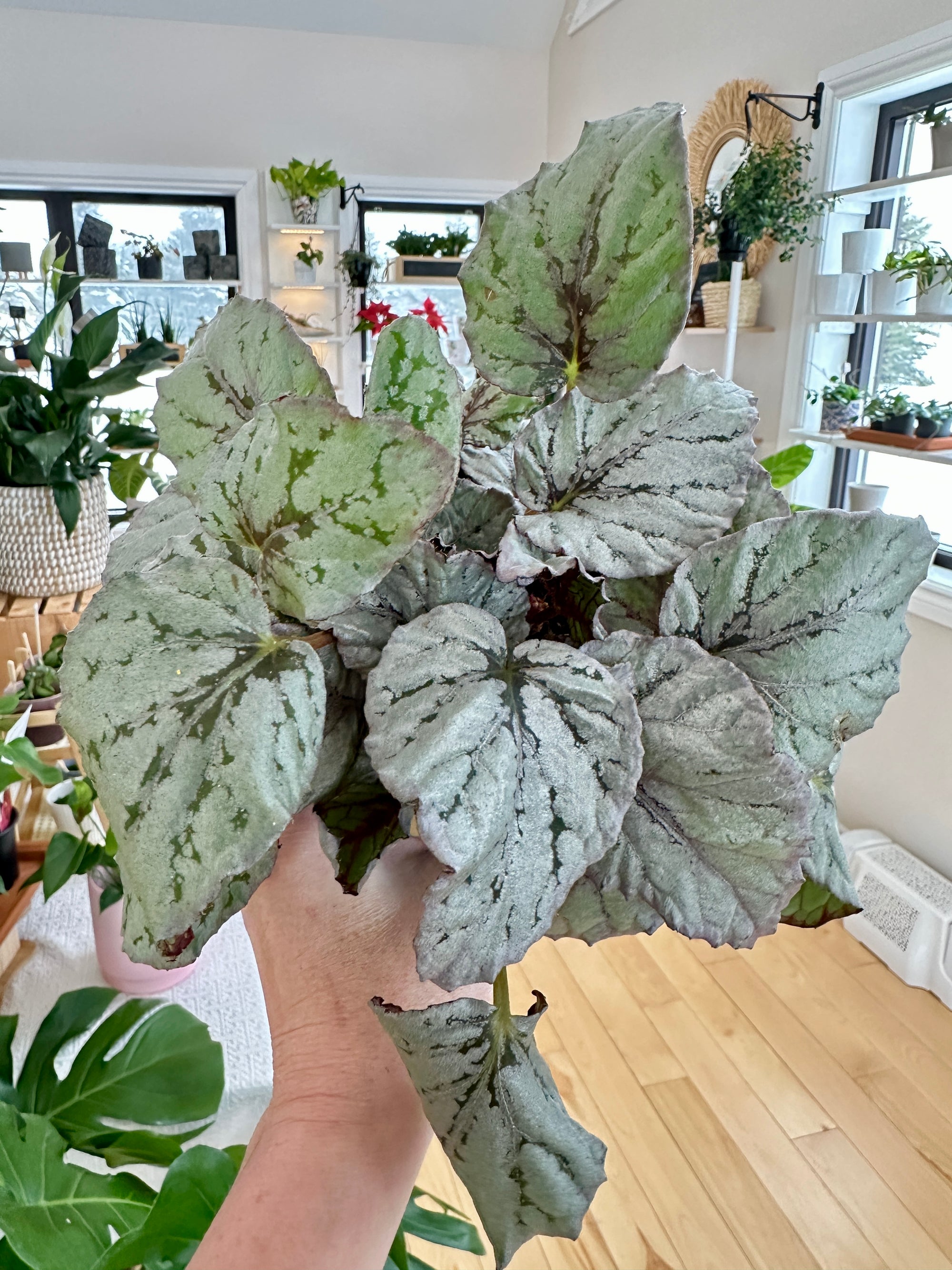 begonia rex silver