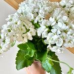 Calandiva | Kalanchoe blossfeldiana 'Calandiva'