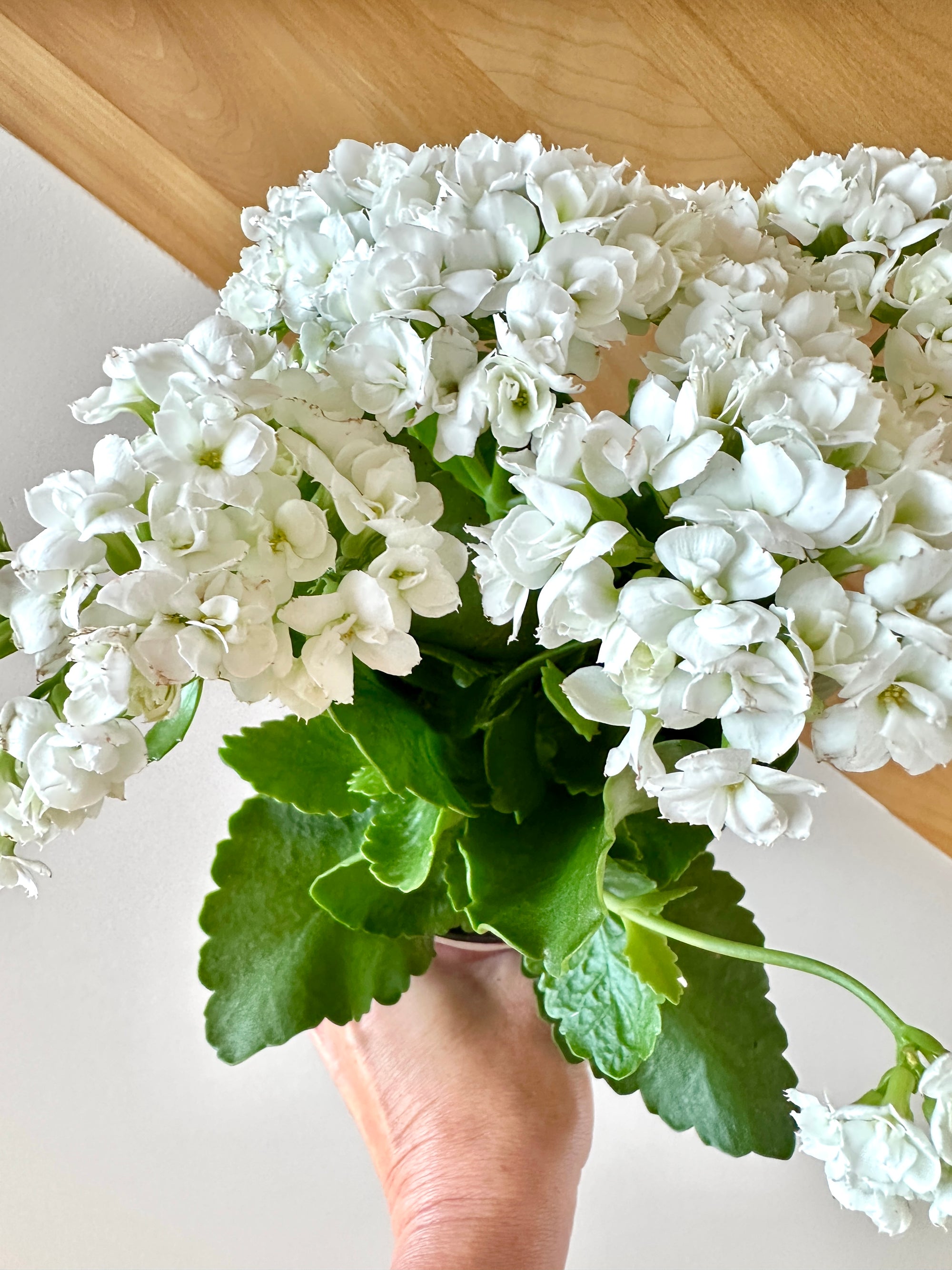 Calandiva | Kalanchoe blossfeldiana 'Calandiva'