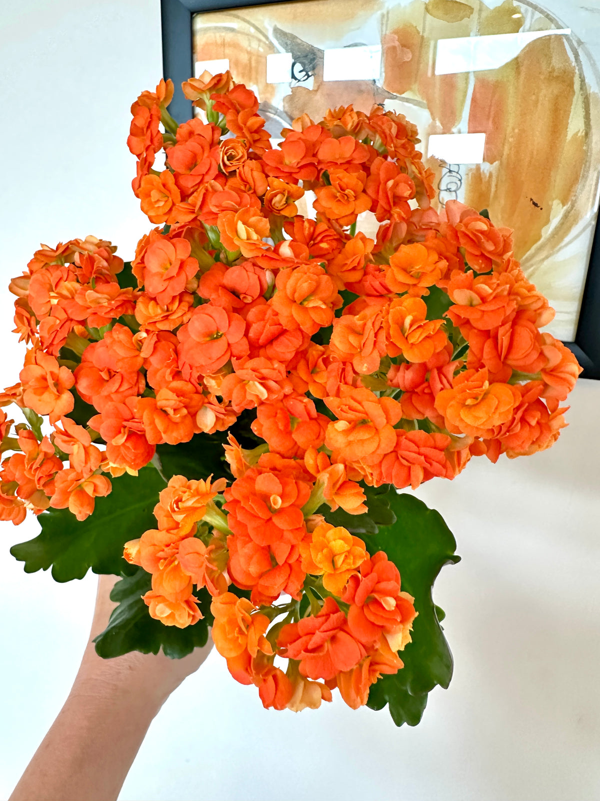 Calandiva | Kalanchoe blossfeldiana 'Calandiva'