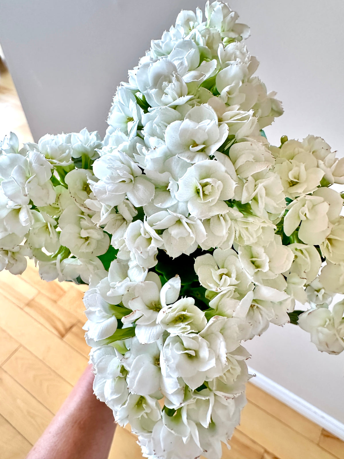 Calandiva | Kalanchoe blossfeldiana 'Calandiva'