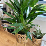 chinese fan palm