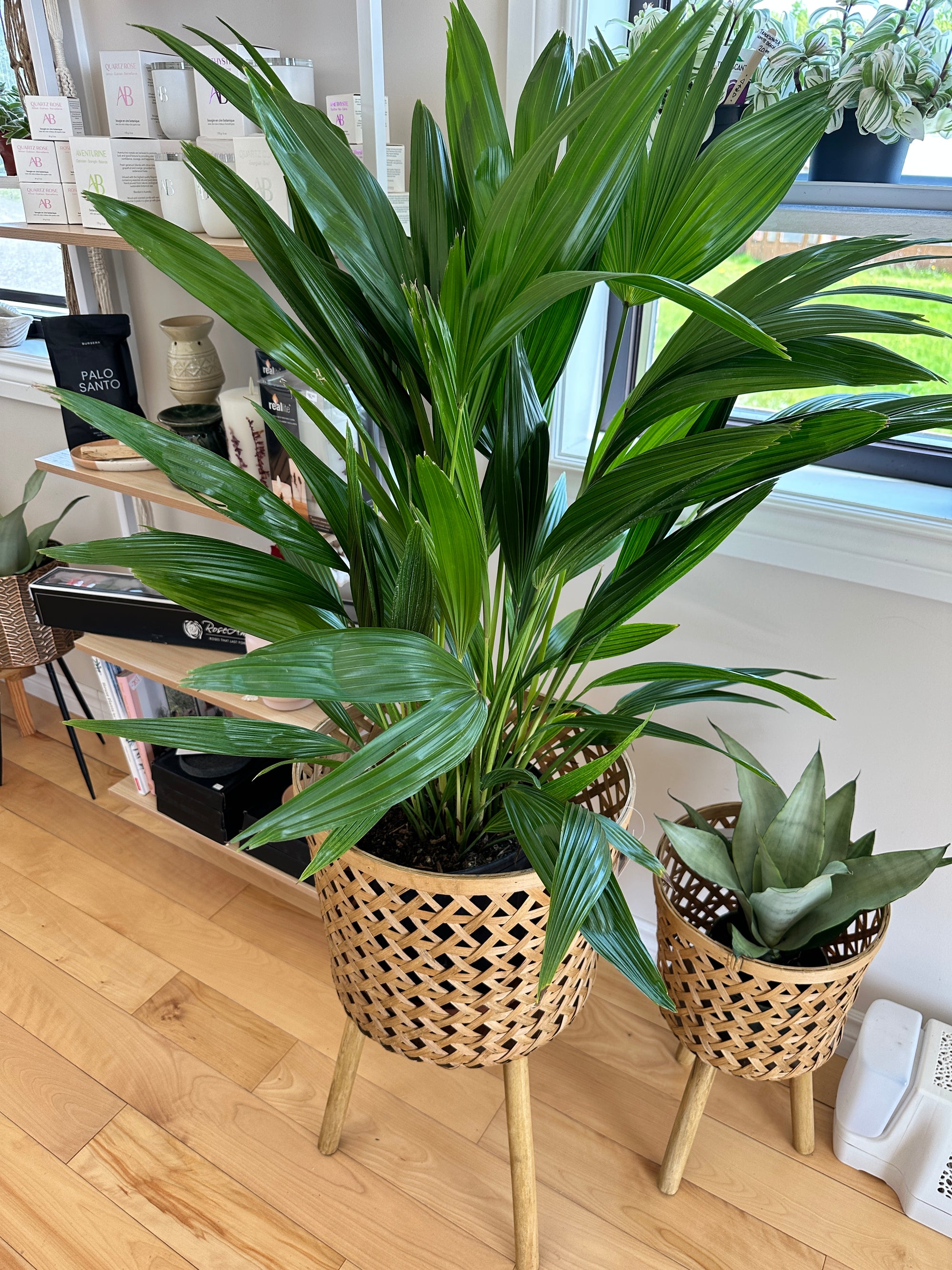 chinese fan palm