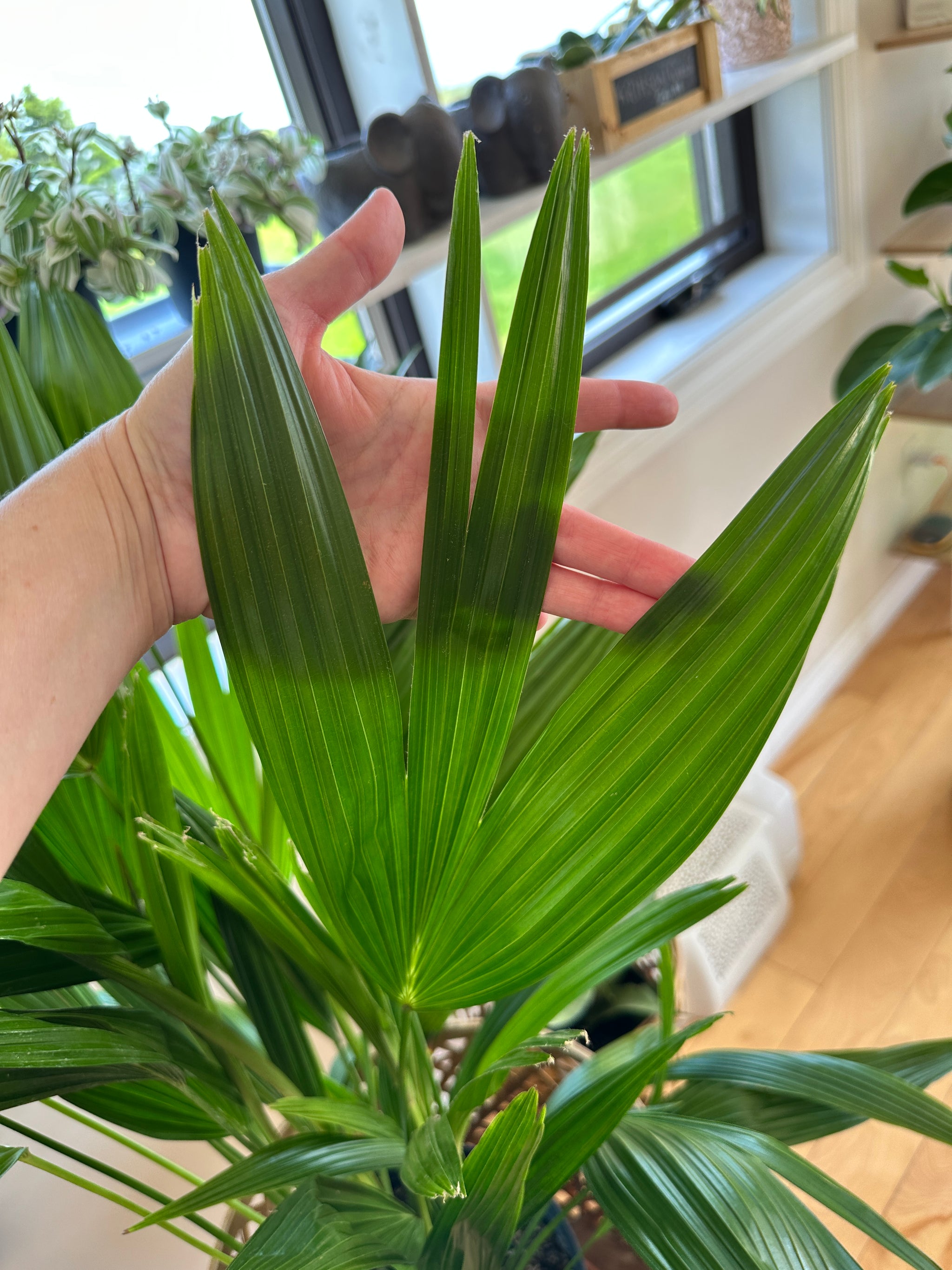 chinese fan palm