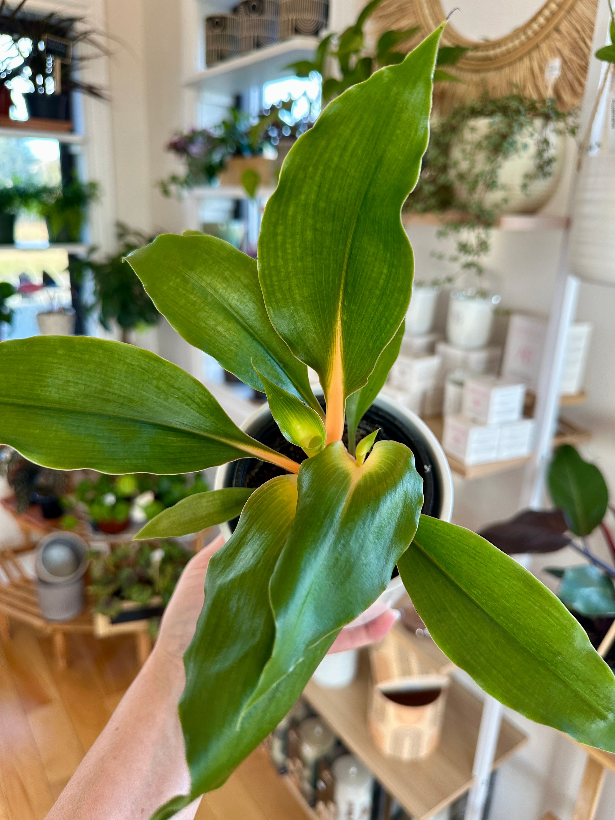 Chlorophytum orchidastrum 'Green Orange' | Plante araignée