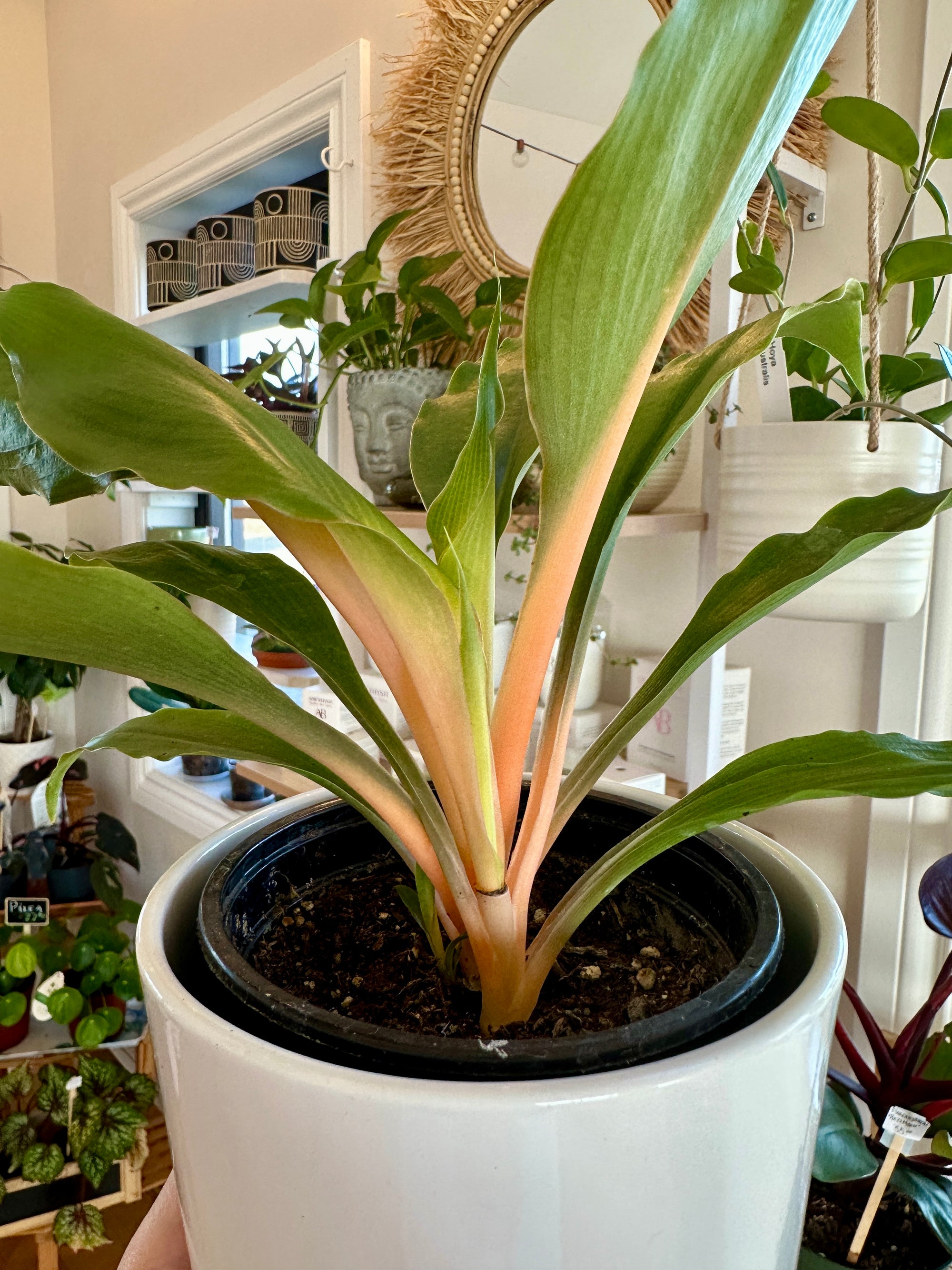 Chlorophytum orchidastrum 'Green Orange' | Plante araignée