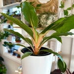 Chlorophytum orchidastrum 'Green Orange' | Plante araignée