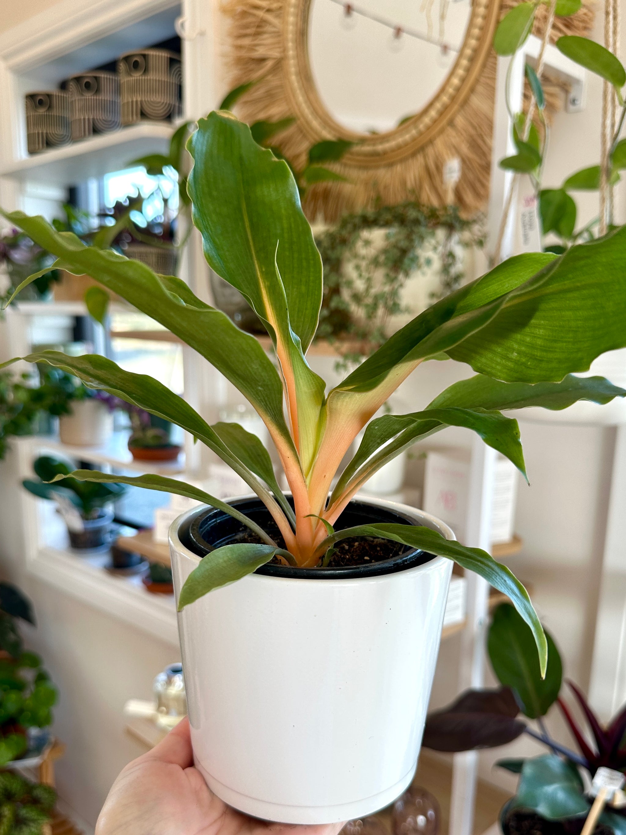 Chlorophytum orchidastrum 'Green Orange' | Plante araignée