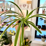 chlorophytum spider plant araignée